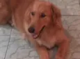Duk