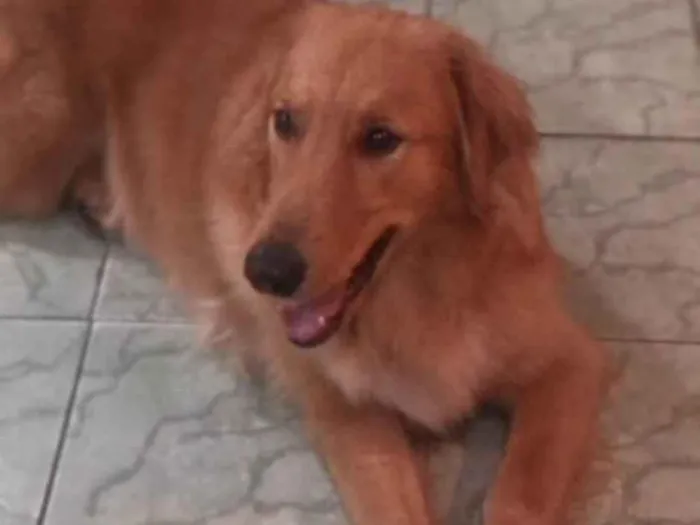 Cachorro ra a Goden idade 3 anos nome Duk