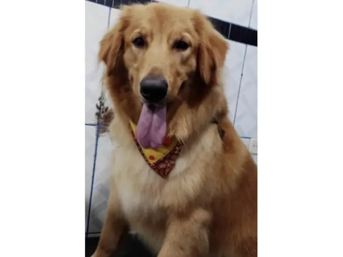 Cachorro ra a Goden idade 3 anos nome Duk