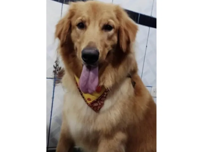 Cachorro ra a Goden idade 3 anos nome Duk