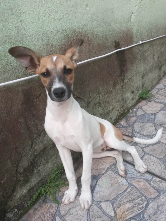 Cachorro ra a SRD-ViraLata idade 2 a 6 meses nome Pipoca