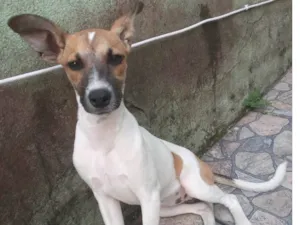 Cachorro raça SRD-ViraLata idade 2 a 6 meses nome Pipoca