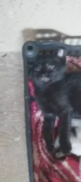 Gato