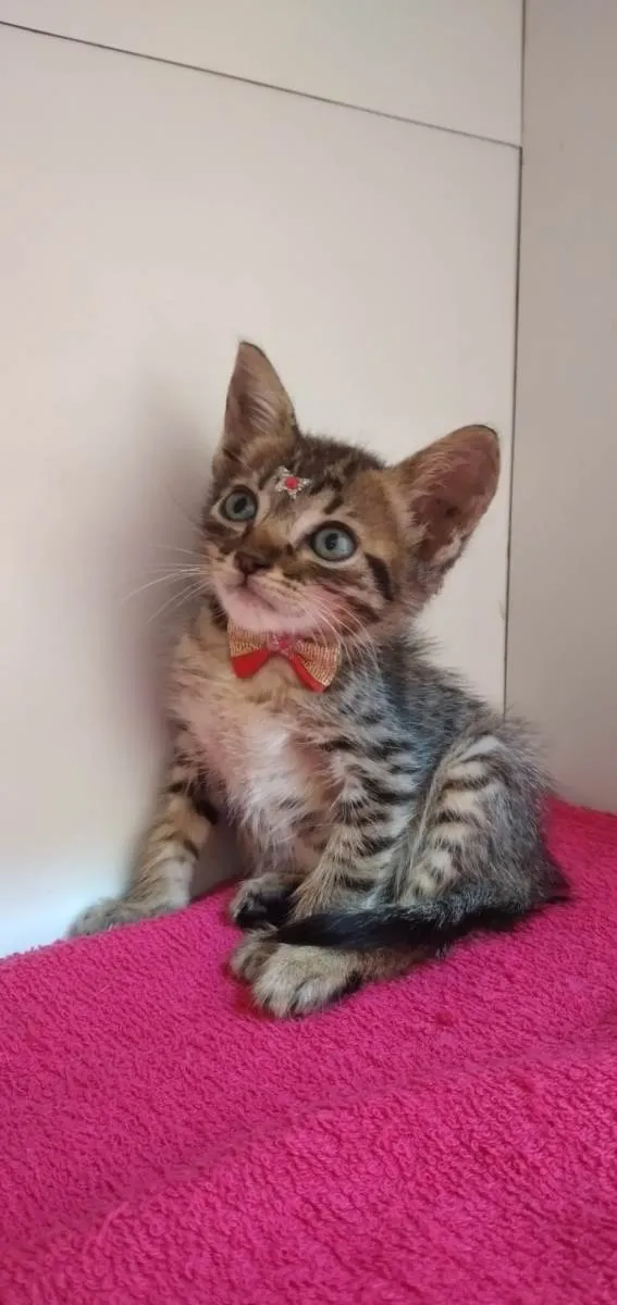 Gato raça Srd idade 2 a 6 meses nome Tina