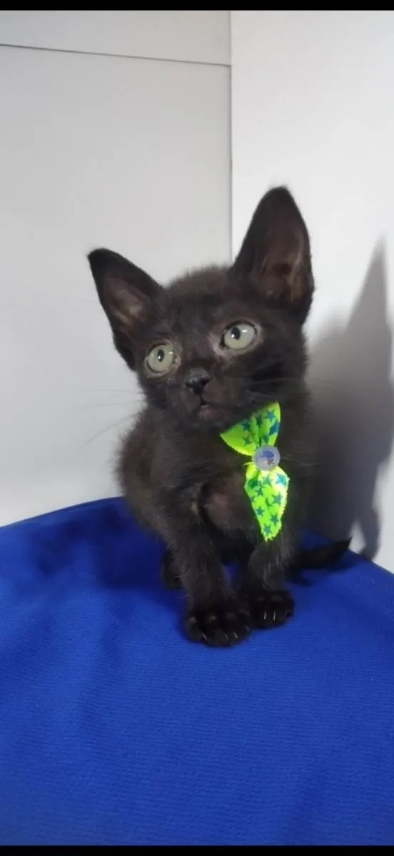 Gato raça Srd idade  nome Jony 