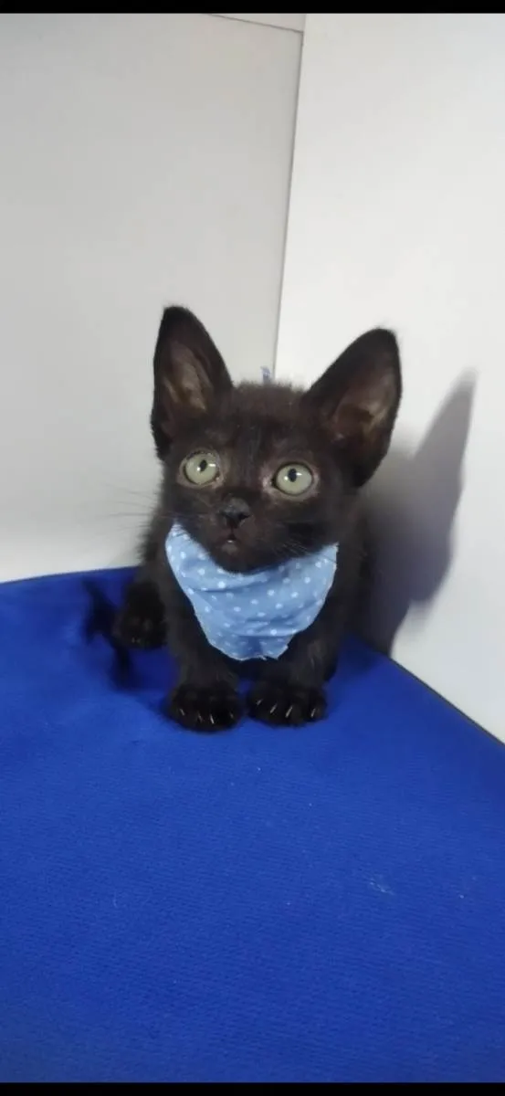 Gato raça Srd idade 2 a 6 meses nome Harry