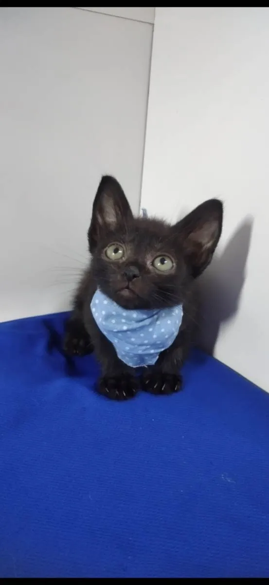 Gato raça Srd idade 2 a 6 meses nome Harry