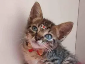 Gato raça Srd idade 2 a 6 meses nome Tina