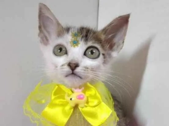 Gato raça Srd idade 2 a 6 meses nome Lisa