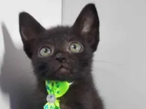 Gato raça Srd idade  nome Jony 