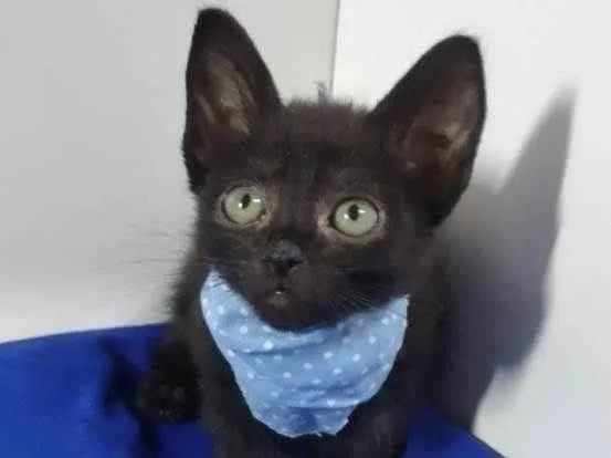 Gato raça Srd idade 2 a 6 meses nome Harry