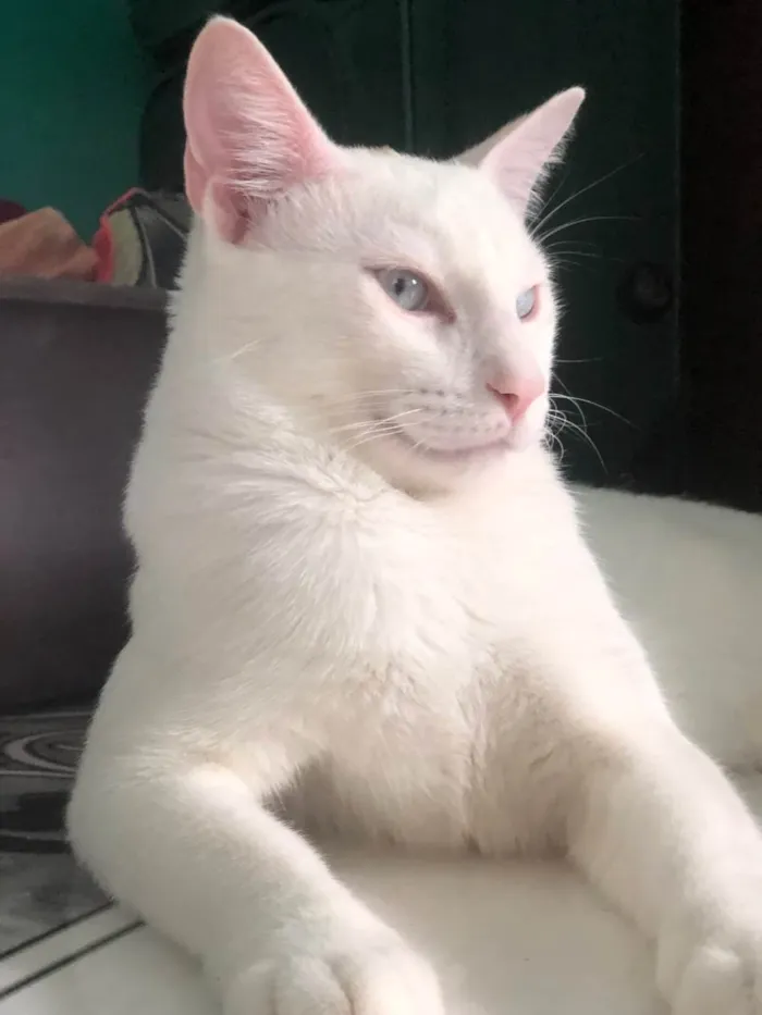 Gato ra a  idade 7 a 11 meses nome Snow