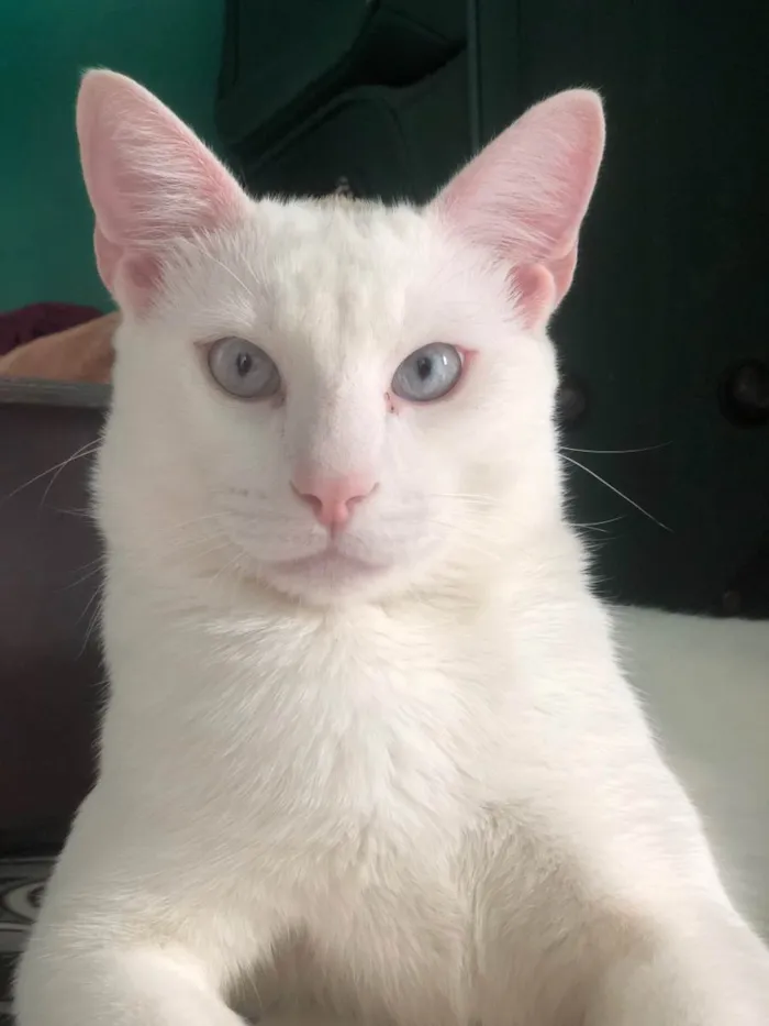 Gato ra a  idade 7 a 11 meses nome Snow