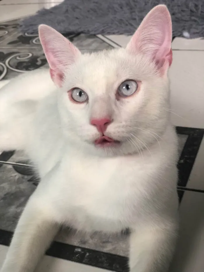 Gato ra a  idade 7 a 11 meses nome Snow