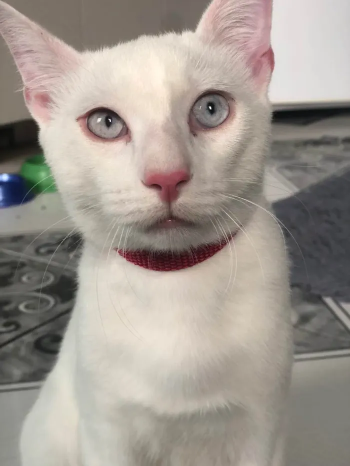 Gato ra a  idade 7 a 11 meses nome Snow