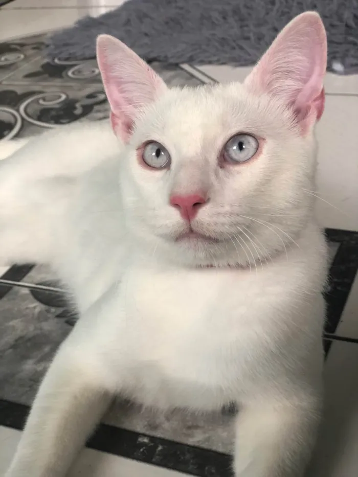 Gato ra a  idade 7 a 11 meses nome Snow