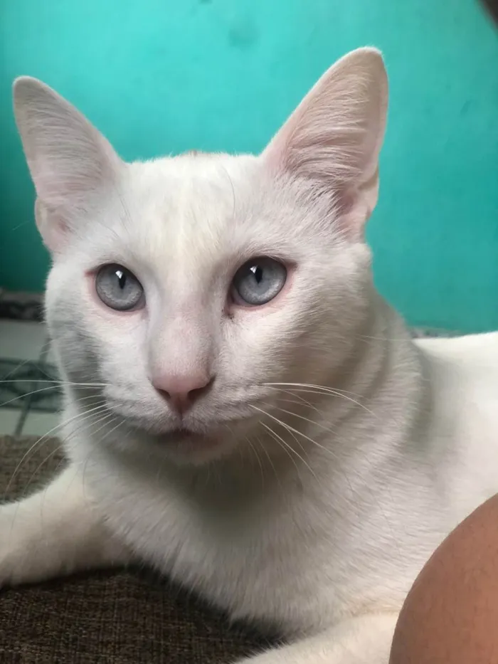 Gato ra a  idade 7 a 11 meses nome Snow