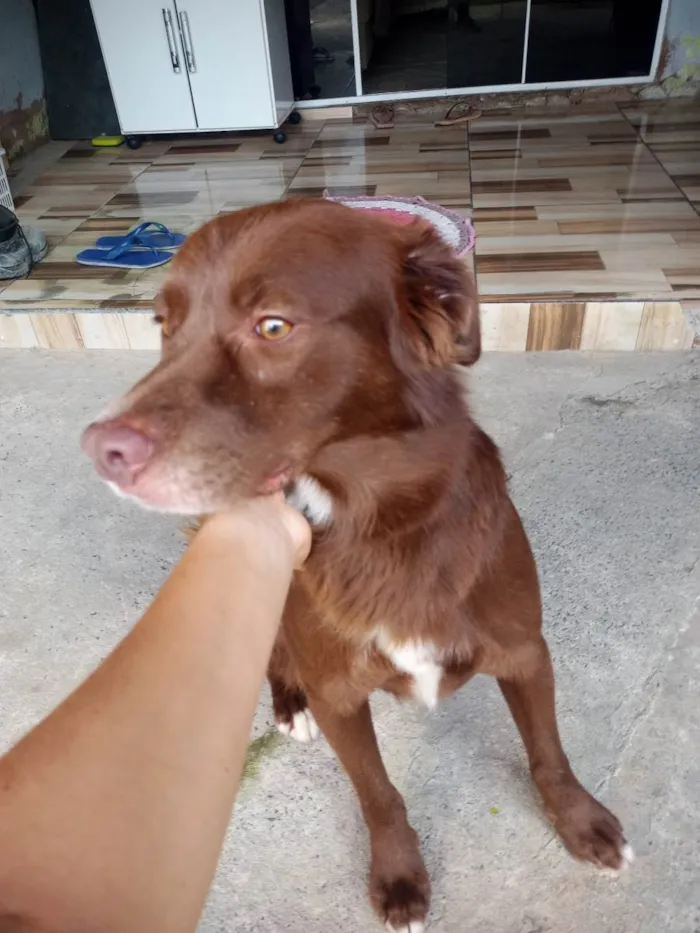 Cachorro ra a Labrador idade 2 anos nome Tody