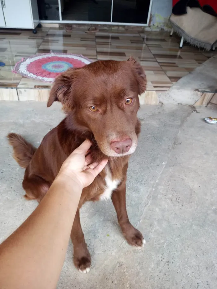 Cachorro ra a Labrador idade 2 anos nome Tody