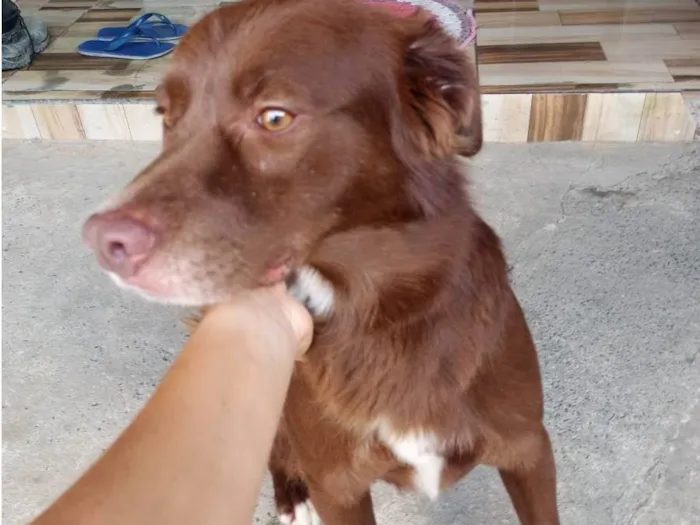 Cachorro ra a Labrador idade 2 anos nome Tody