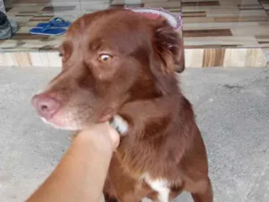 Cachorro raça Labrador idade 2 anos nome Tody