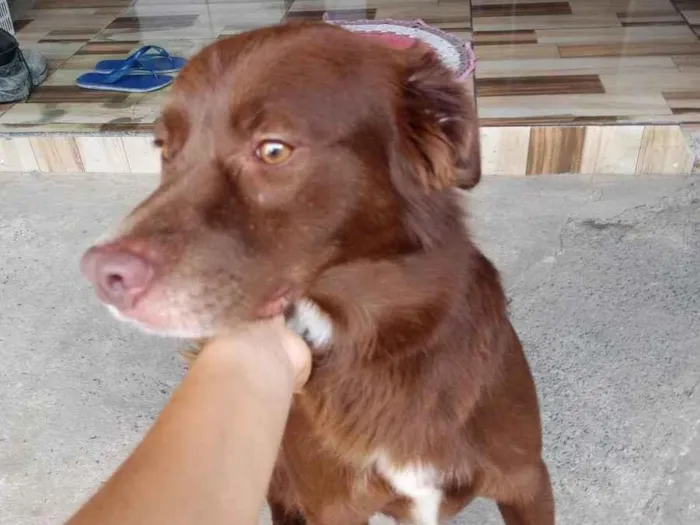 Cachorro ra a Labrador idade 2 anos nome Tody