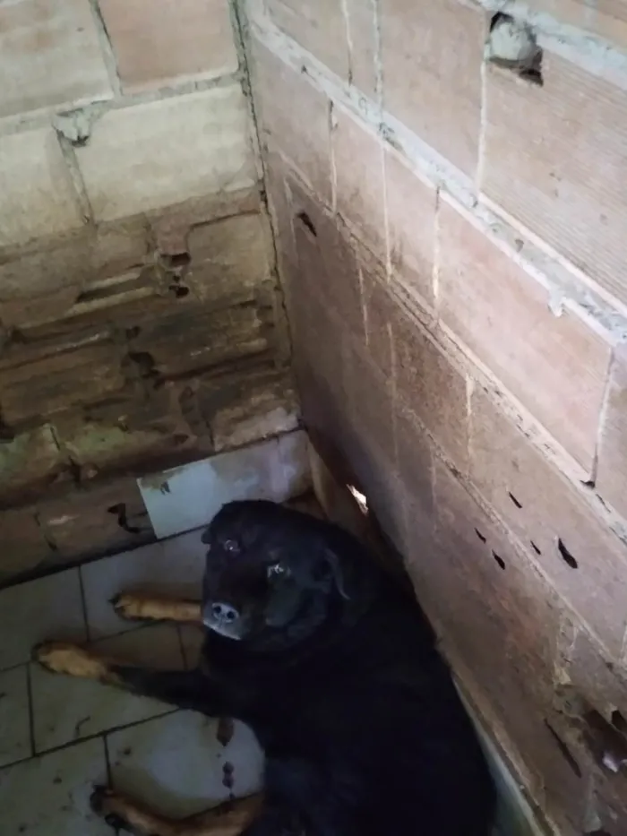 Cachorro ra a Rottweiler misturado com labrador idade 1 ano nome Tobe