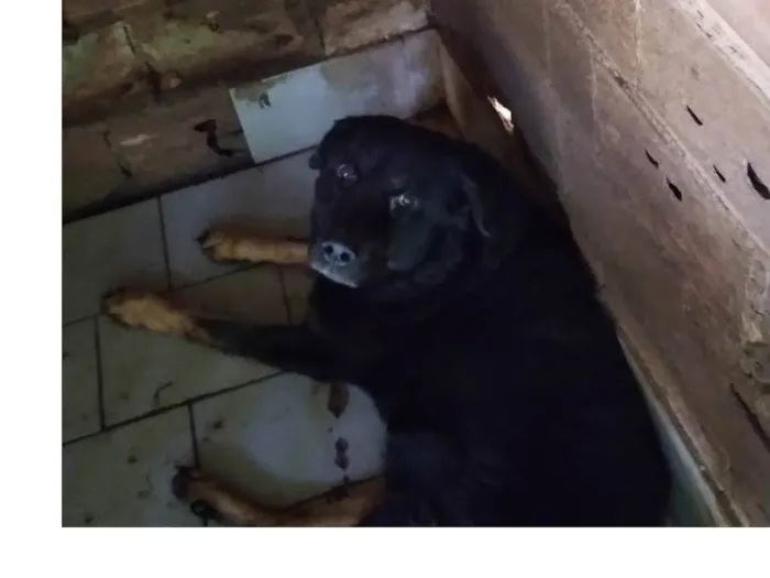Cachorro ra a Rottweiler misturado com labrador idade 1 ano nome Tobe