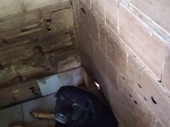 Cachorro ra a Rottweiler misturado com labrador idade 1 ano nome Tobe