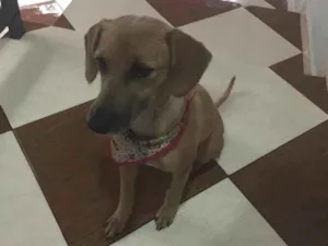 Cachorro raça SRD-ViraLata idade 2 anos nome Dora