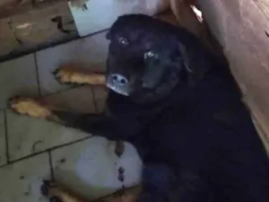 Cachorro raça Rottweiler misturado com labrador idade 1 ano nome Tobe