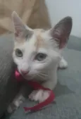 Neném