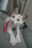 Neném