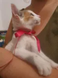Neném