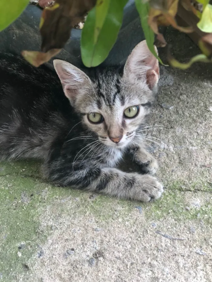 Gato ra a SRD-ViraLata idade 2 a 6 meses nome Pandora