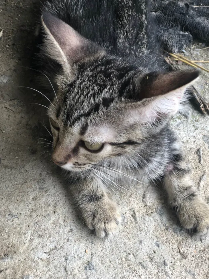 Gato ra a SRD-ViraLata idade 2 a 6 meses nome Pandora