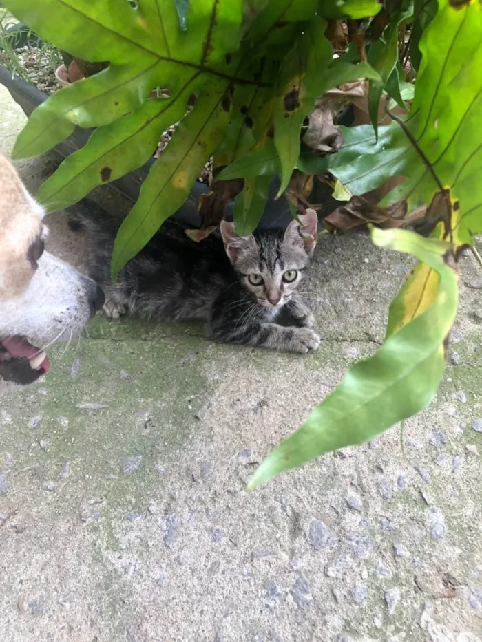 Gato ra a SRD-ViraLata idade 2 a 6 meses nome Pandora