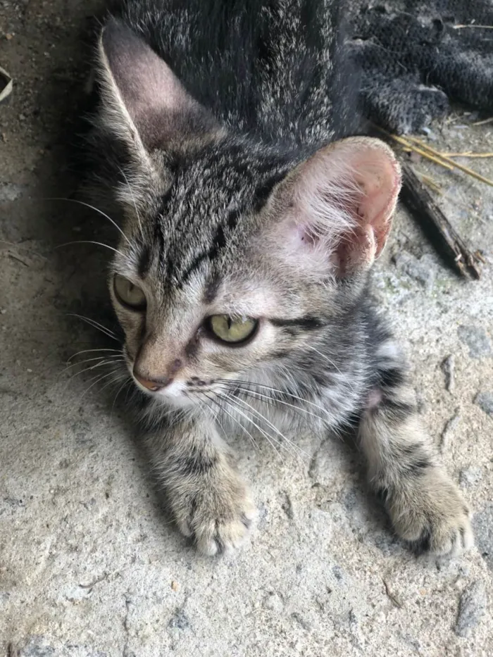 Gato ra a SRD-ViraLata idade 2 a 6 meses nome Pandora