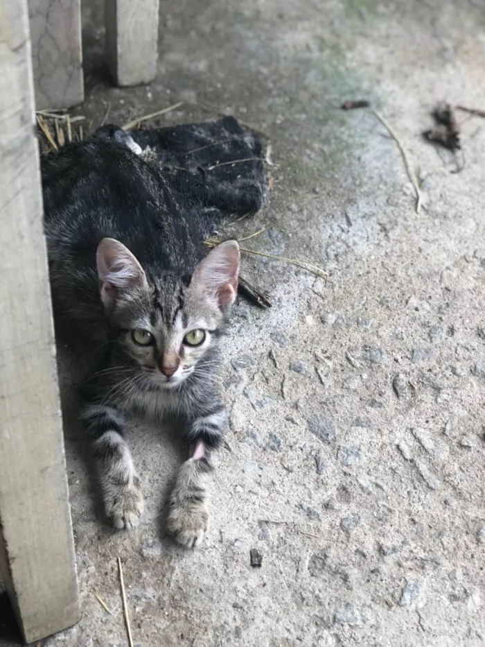 Gato ra a SRD-ViraLata idade 2 a 6 meses nome Pandora
