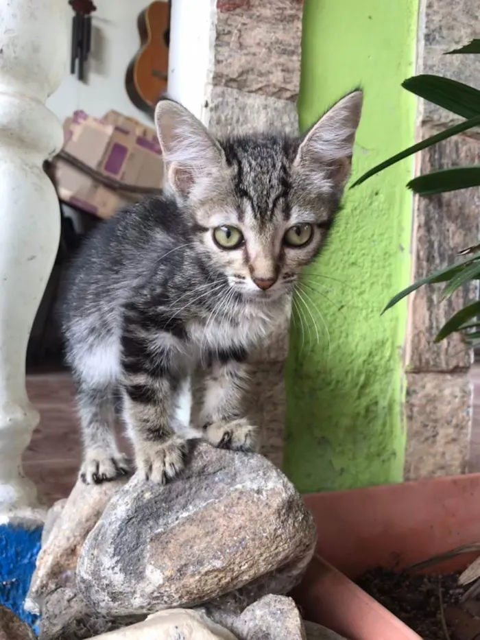 Gato ra a SRD-ViraLata idade 2 a 6 meses nome Pandora