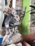 Pandora