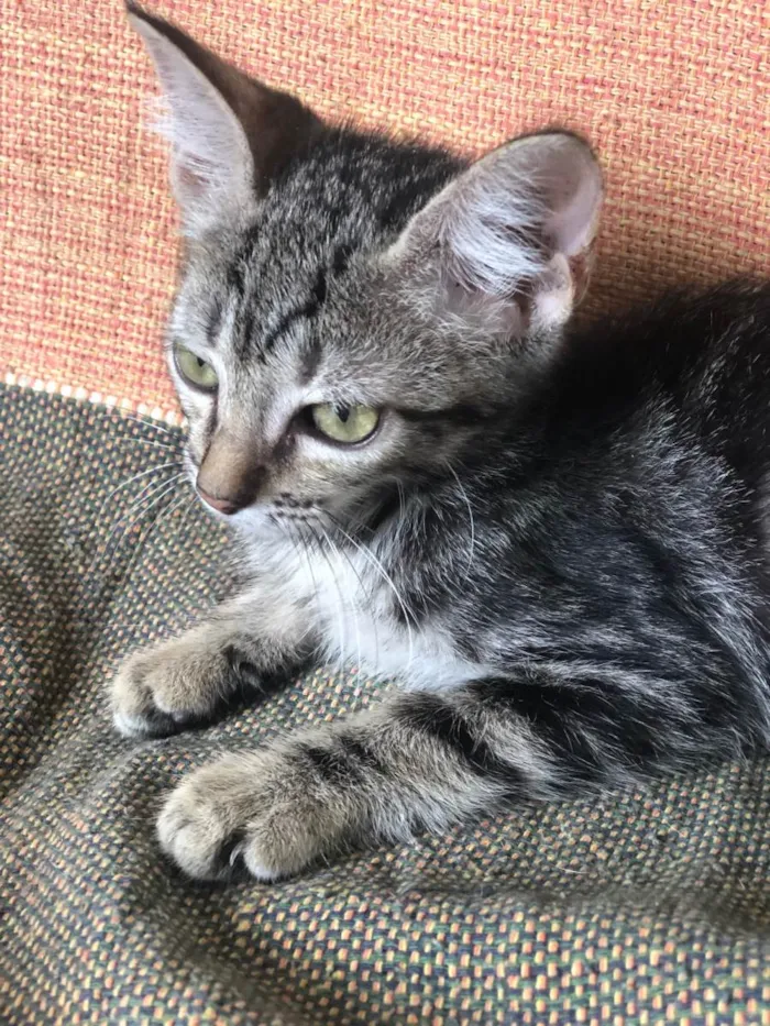 Gato ra a SRD-ViraLata idade 2 a 6 meses nome Pandora
