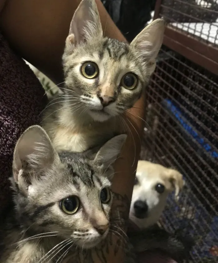 Gato ra a SRD-ViraLata idade 2 a 6 meses nome Pandora