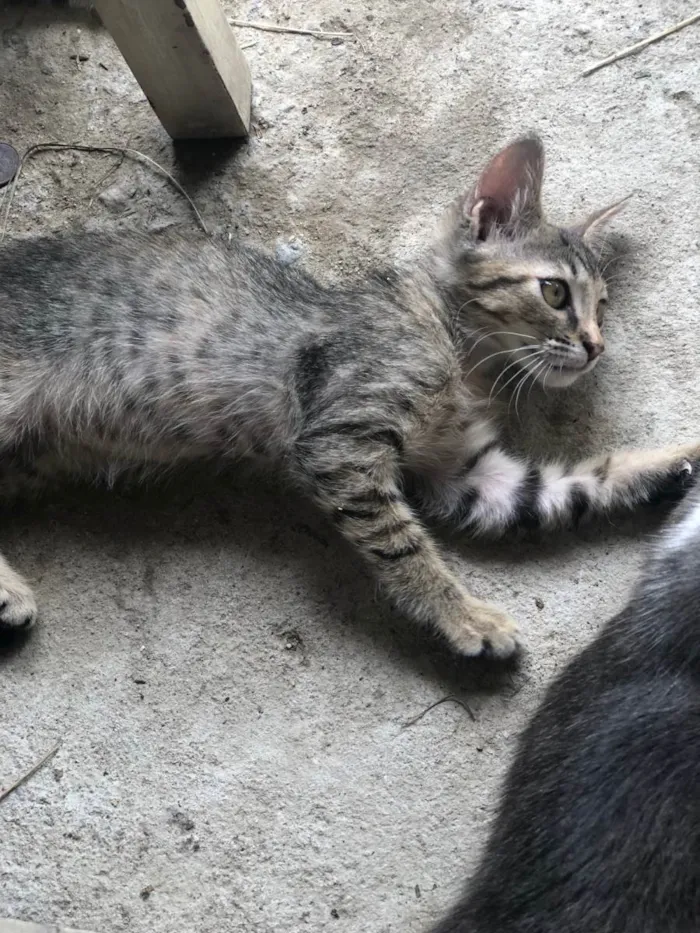 Gato ra a SRD-ViraLata idade 2 a 6 meses nome Lilith