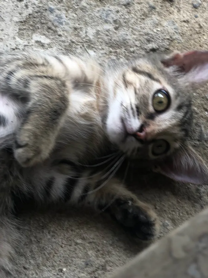 Gato ra a SRD-ViraLata idade 2 a 6 meses nome Lilith