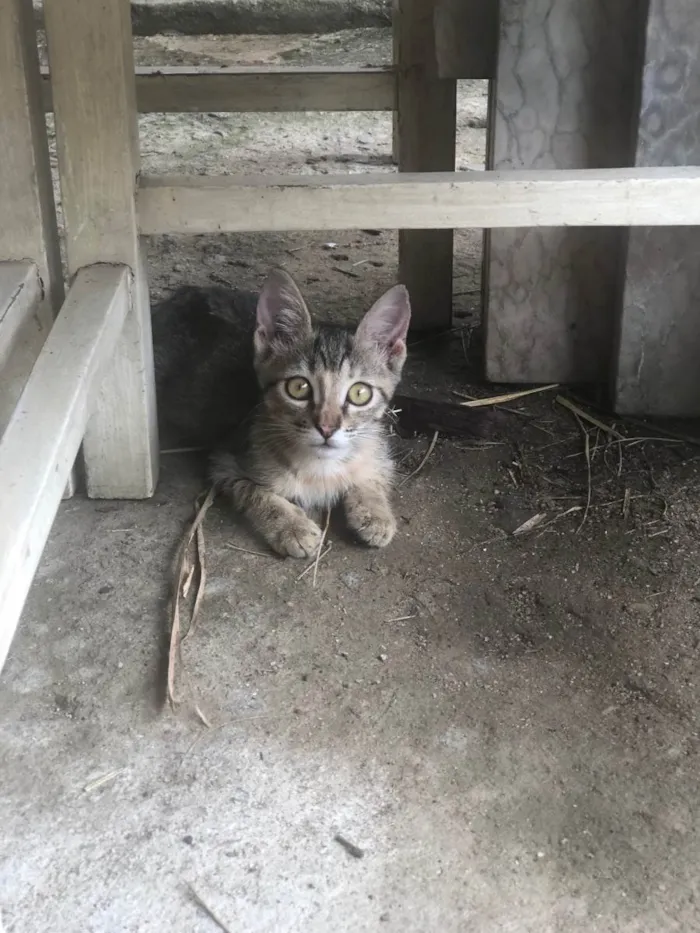 Gato ra a SRD-ViraLata idade 2 a 6 meses nome Lilith