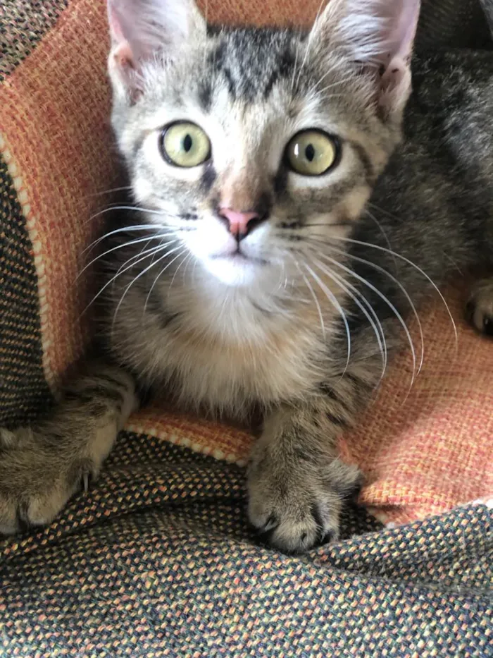 Gato ra a SRD-ViraLata idade 2 a 6 meses nome Lilith