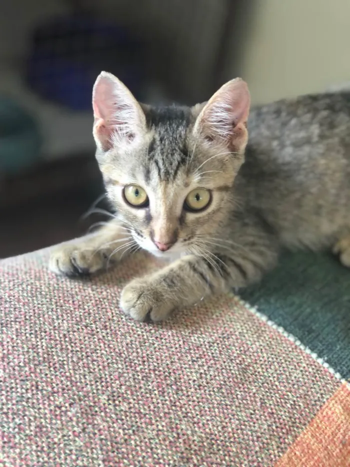 Gato ra a SRD-ViraLata idade 2 a 6 meses nome Lilith