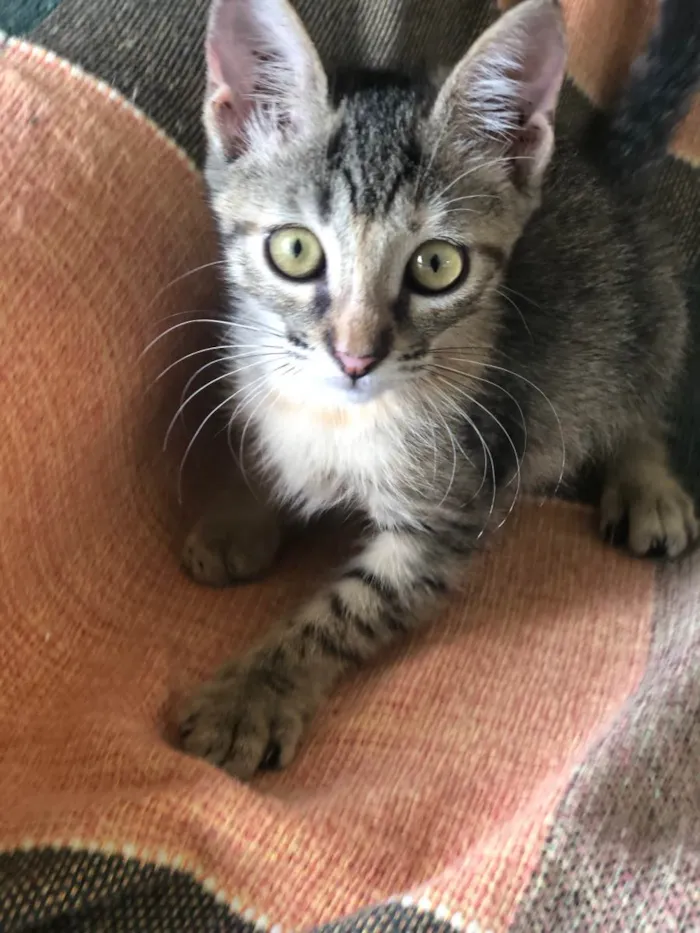 Gato ra a SRD-ViraLata idade 2 a 6 meses nome Lilith