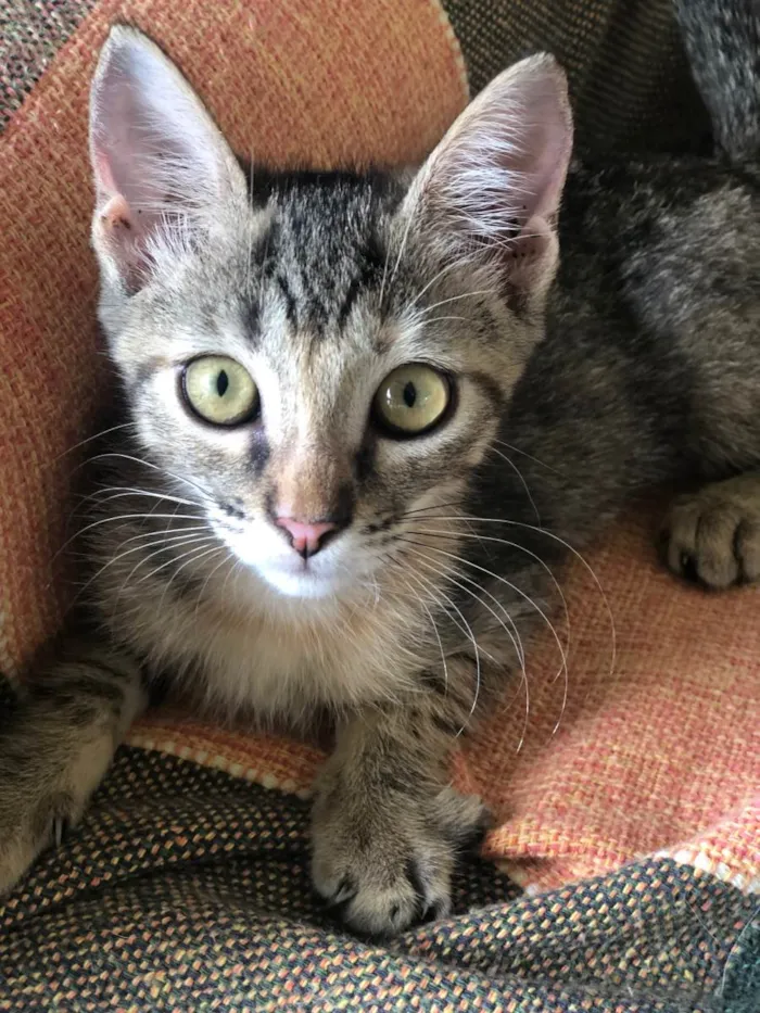 Gato ra a SRD-ViraLata idade 2 a 6 meses nome Lilith